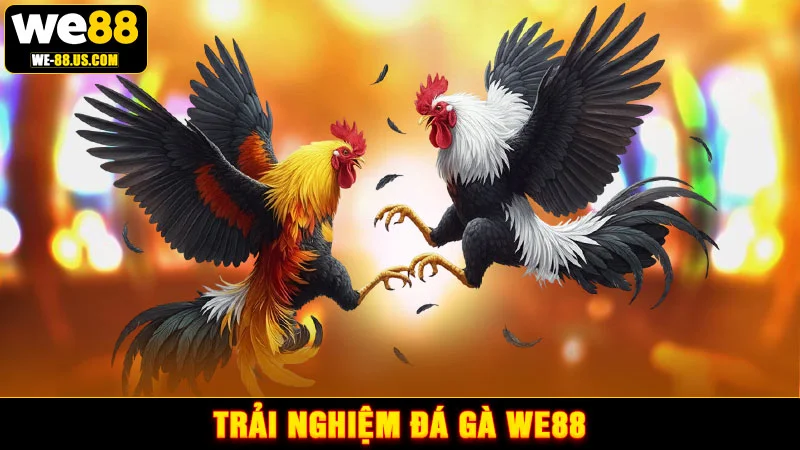 Trải nghiệm đá gà WE88